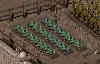 キャベツ — 変異したキャベツのように見える。温暖な気候の中で育っているようだ