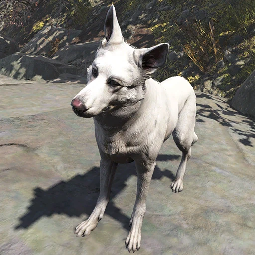 White German Shepherd